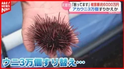 10cm Sea Urchins Replaced by 5cm Ones: 30,000 Farmed Sea Urchins Swapped, Damages Totaling 60 Mil...